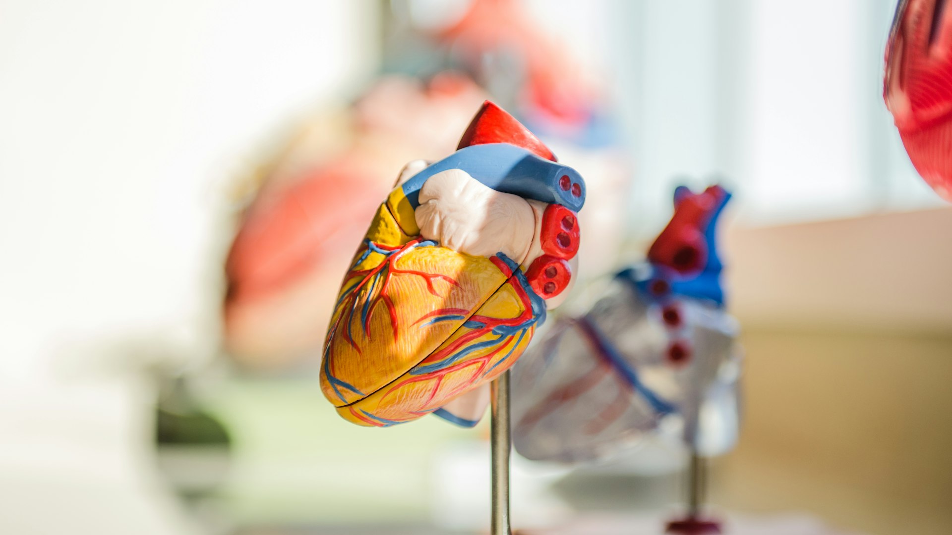 Heart and atrial fibrillation